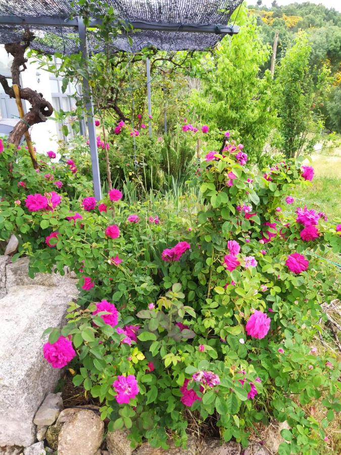 Turismo Rural Macieira Brava Guarda Dış mekan fotoğraf
